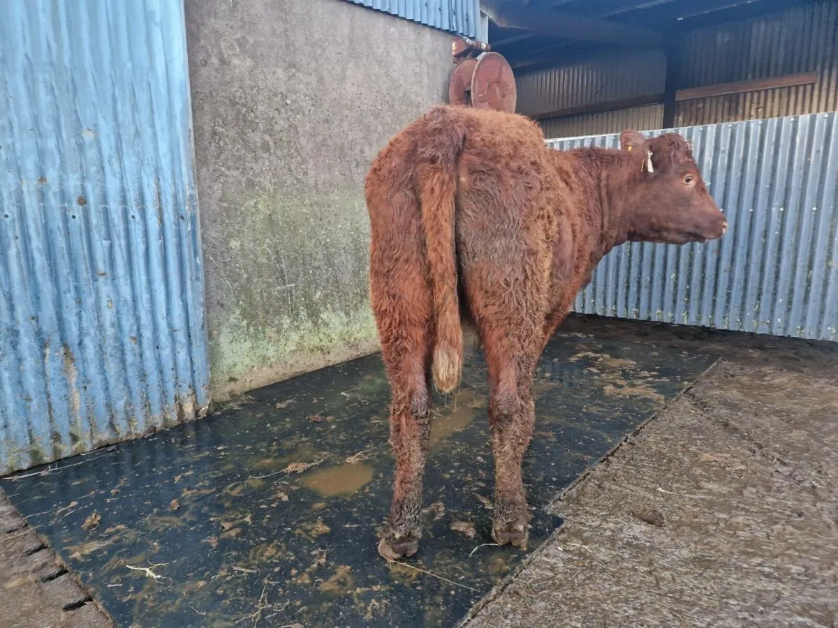 Breeding heifer 4 star - Image 3