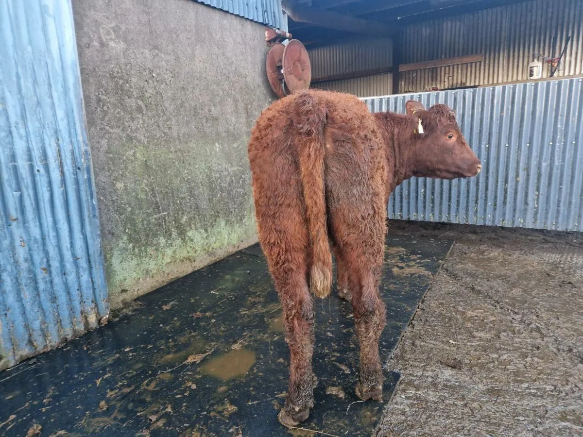 Breeding heifer 4 star - Image 4