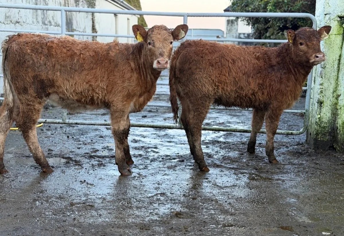 ⭐️2 Super Heifer weanlings⭐️ - Image 1