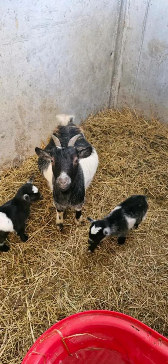 Pygmy goats - Image 1
