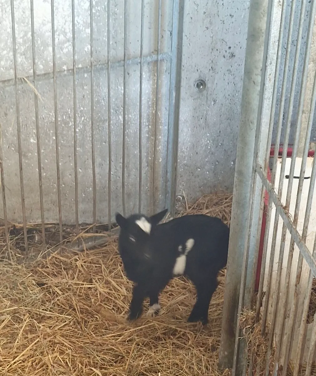 Pygmy goats - Image 2