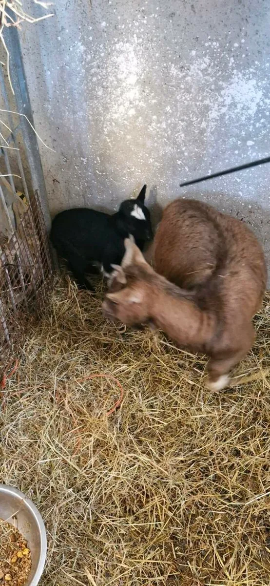 Pygmy goats - Image 3