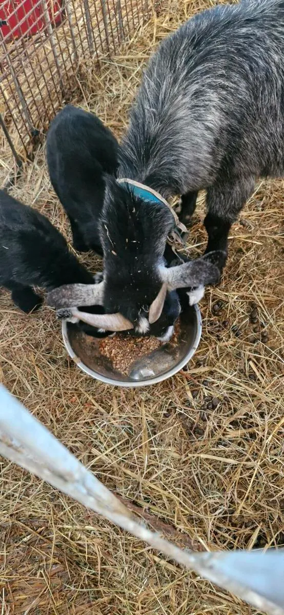 Pygmy goats - Image 4