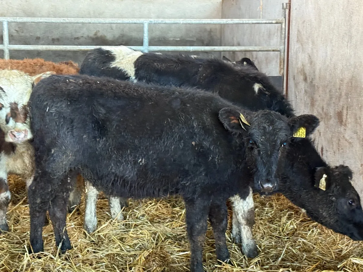 8 HEREFORD HEIFER WEANLINGS - Image 4