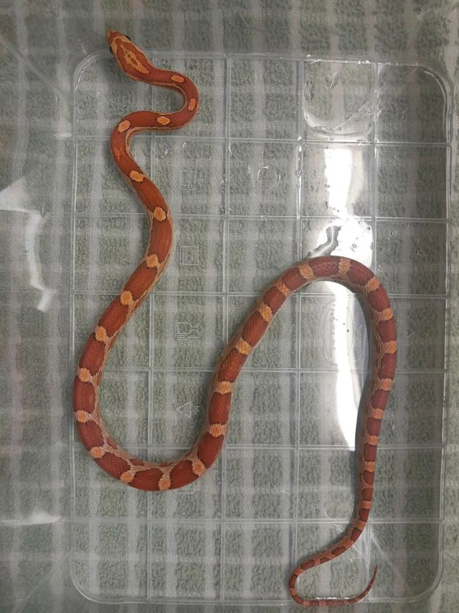 Corn Snakes 🐍 - Image 3