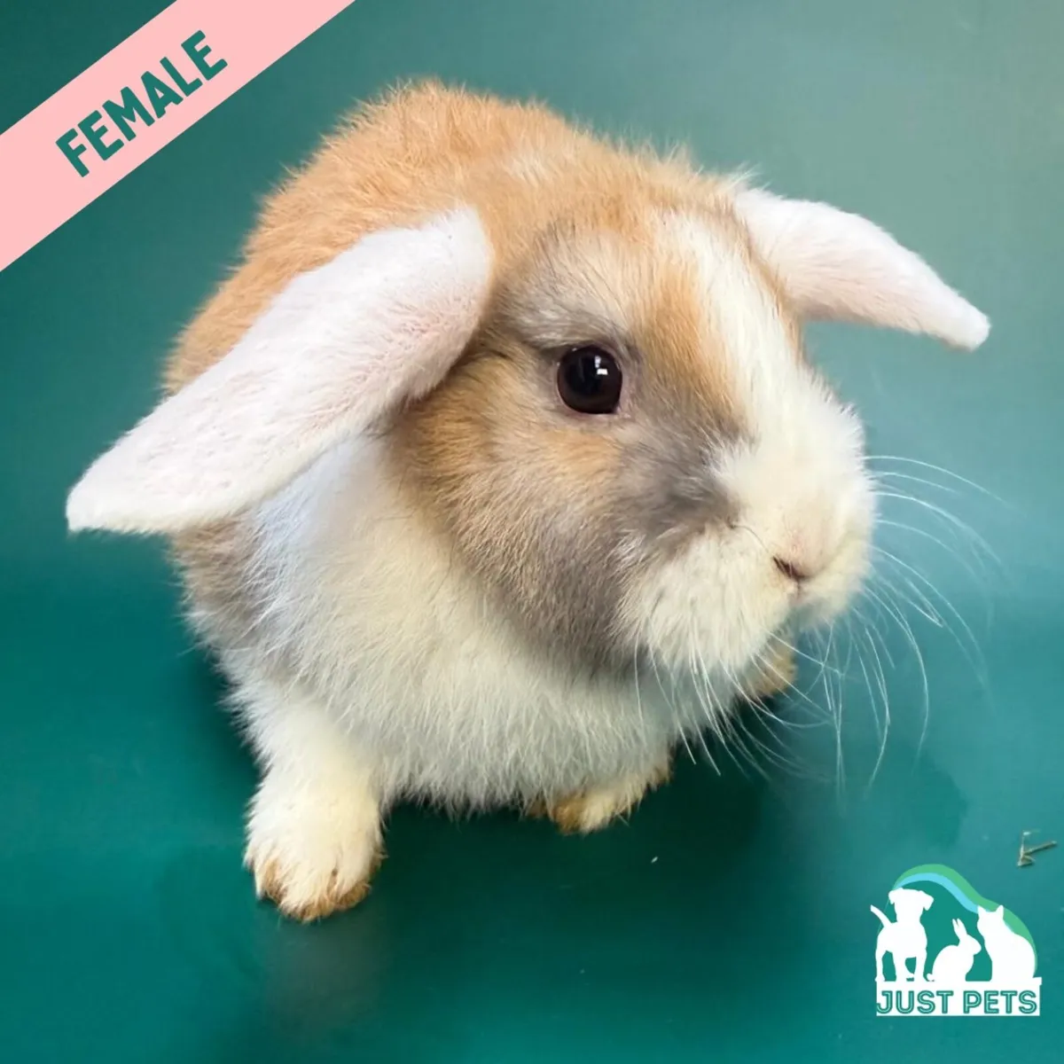 Pedigree Mini Lop Bunnies - Image 3