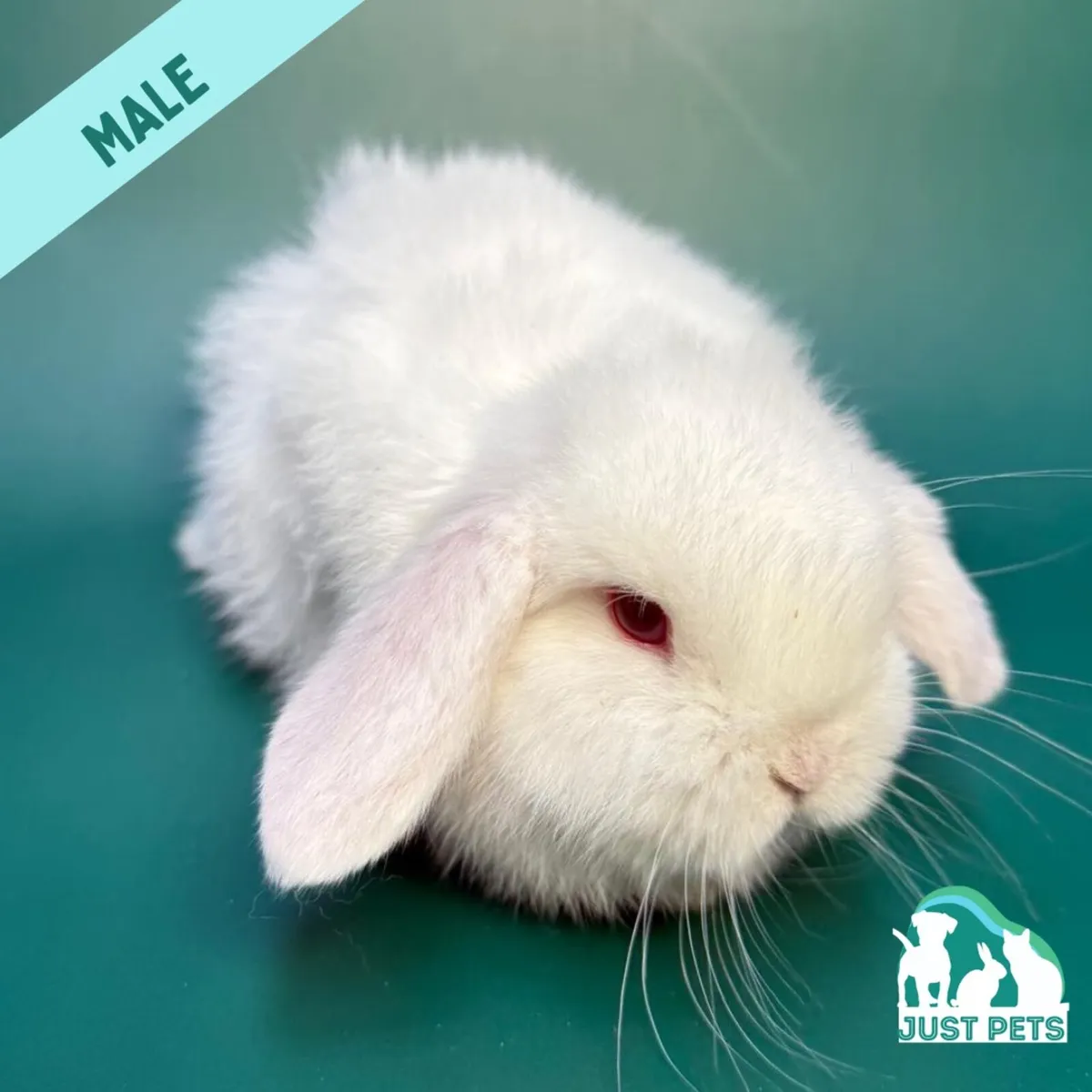 Pedigree Mini Lop Bunnies - Image 4