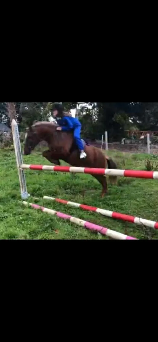 Perfect starter pony - Image 1