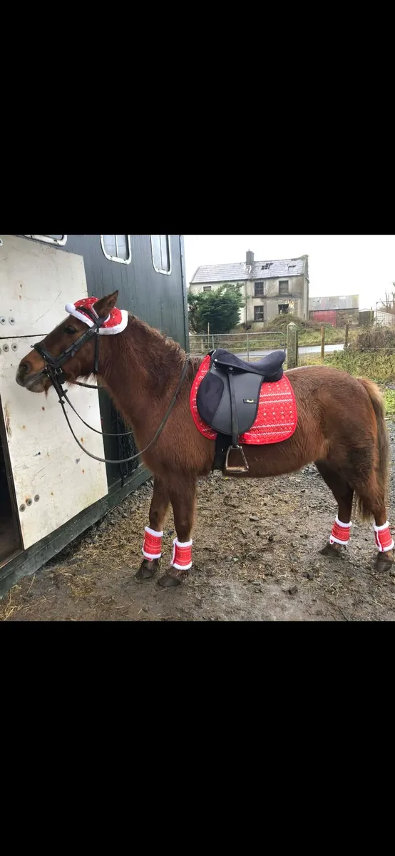 Perfect starter pony - Image 2