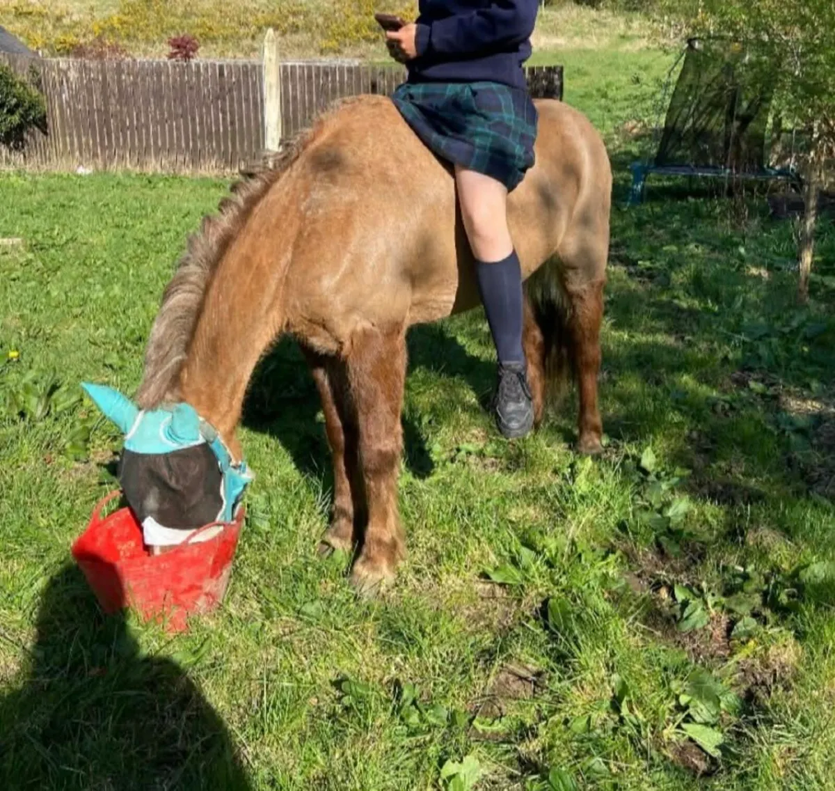 Perfect starter pony - Image 3