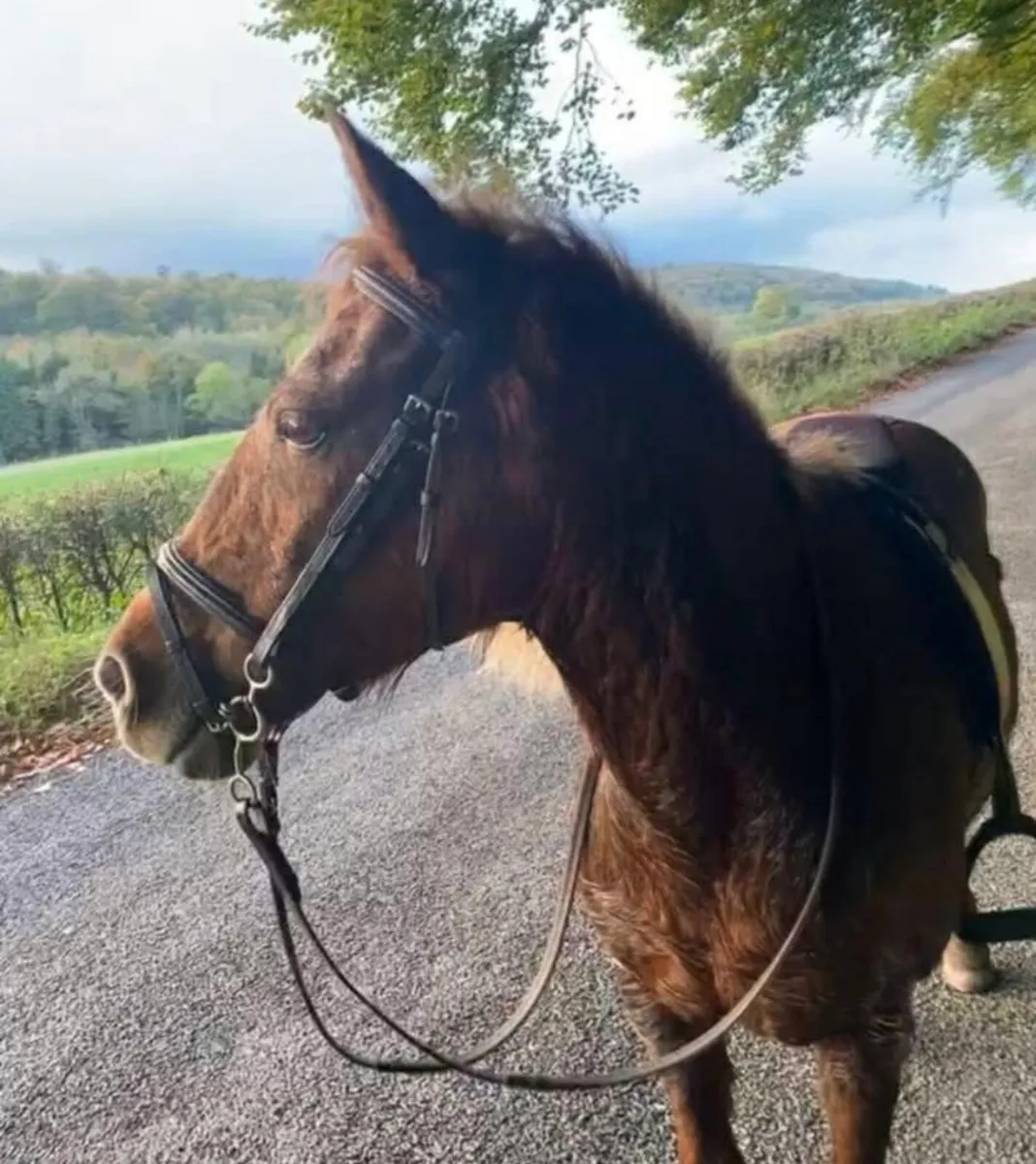 Perfect starter pony - Image 4