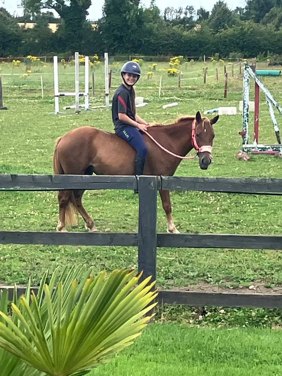 ✨123cm pony, 6 and 7 year old prospect ✨ - Image 4