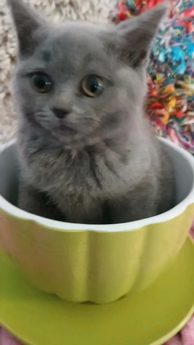 Blue British shorthair - Image 1