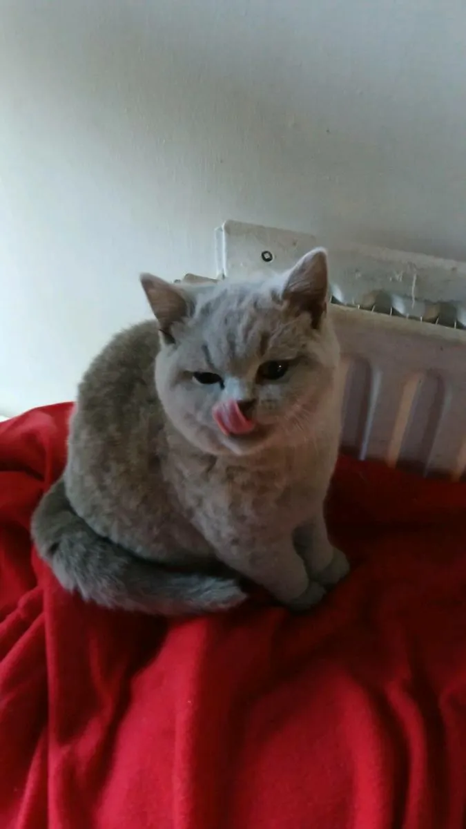 Blue British shorthair - Image 2