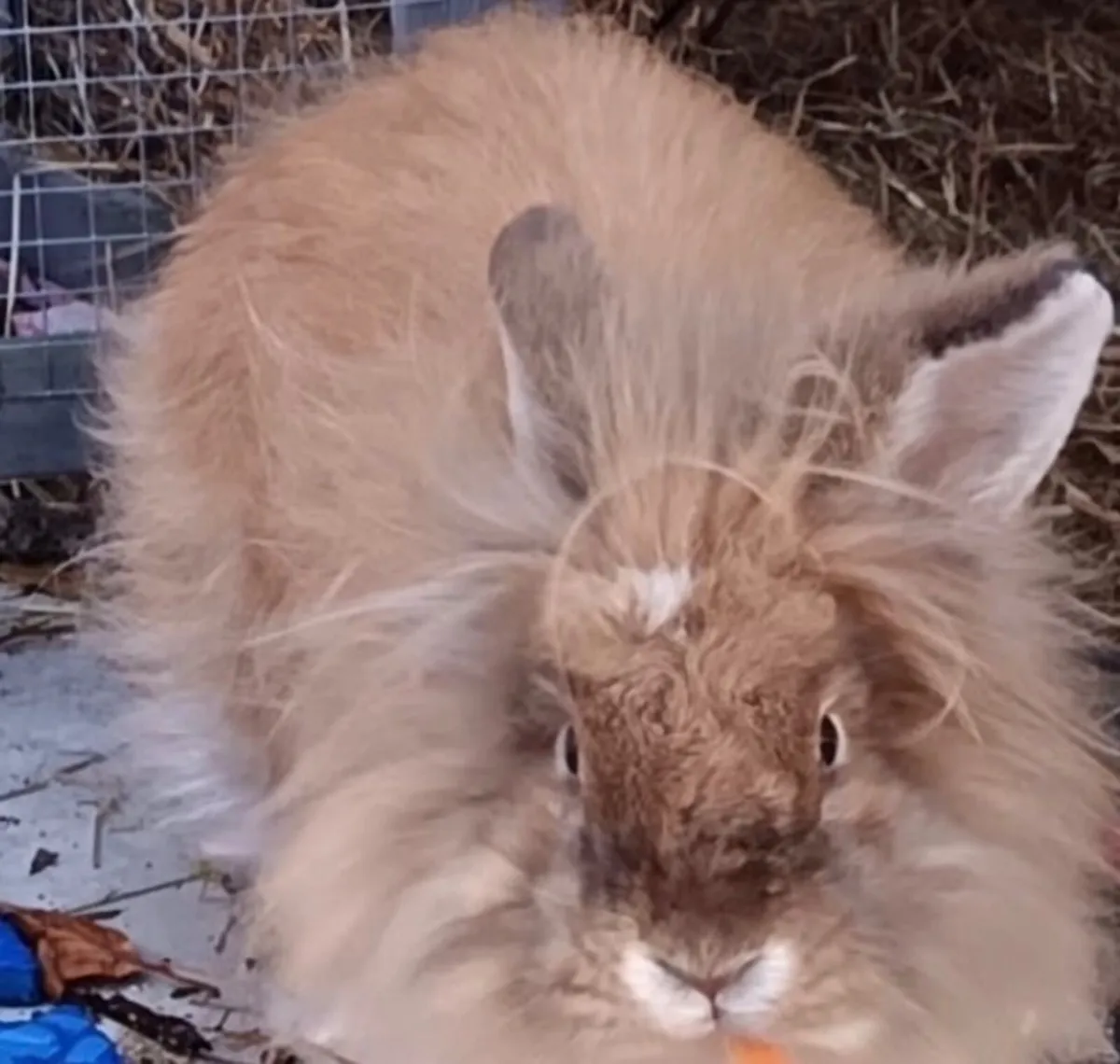 Bunny female - Image 2