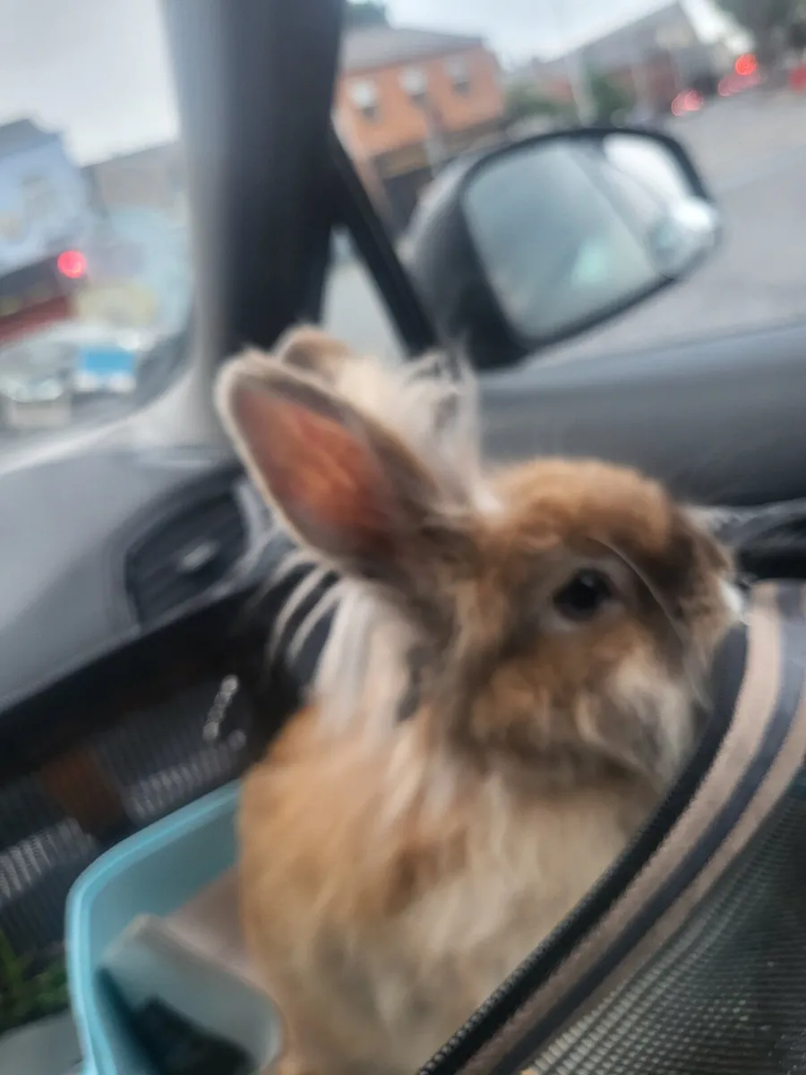 Bunny female - Image 3