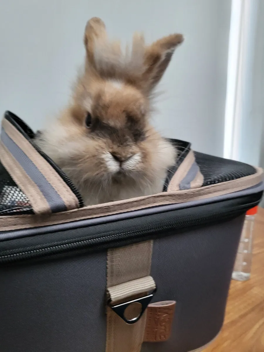 Bunny female - Image 1