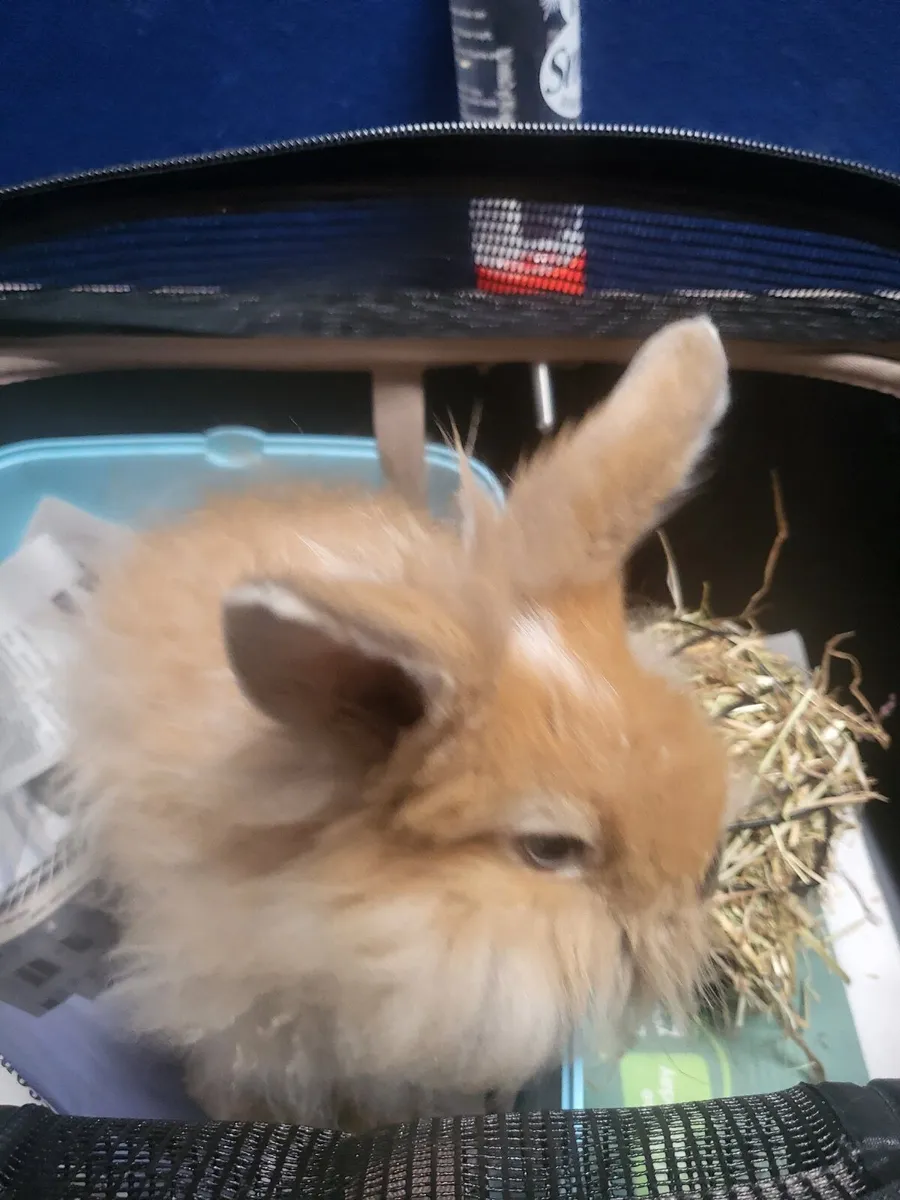 Bunny female - Image 4