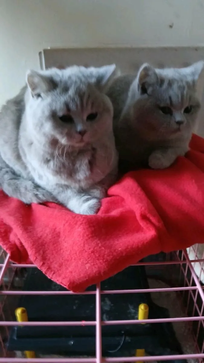 Blue British shorthair - Image 4