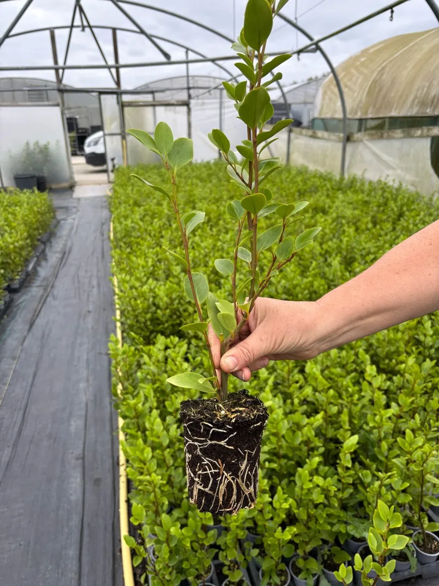 Griselinia hedging - Image 1