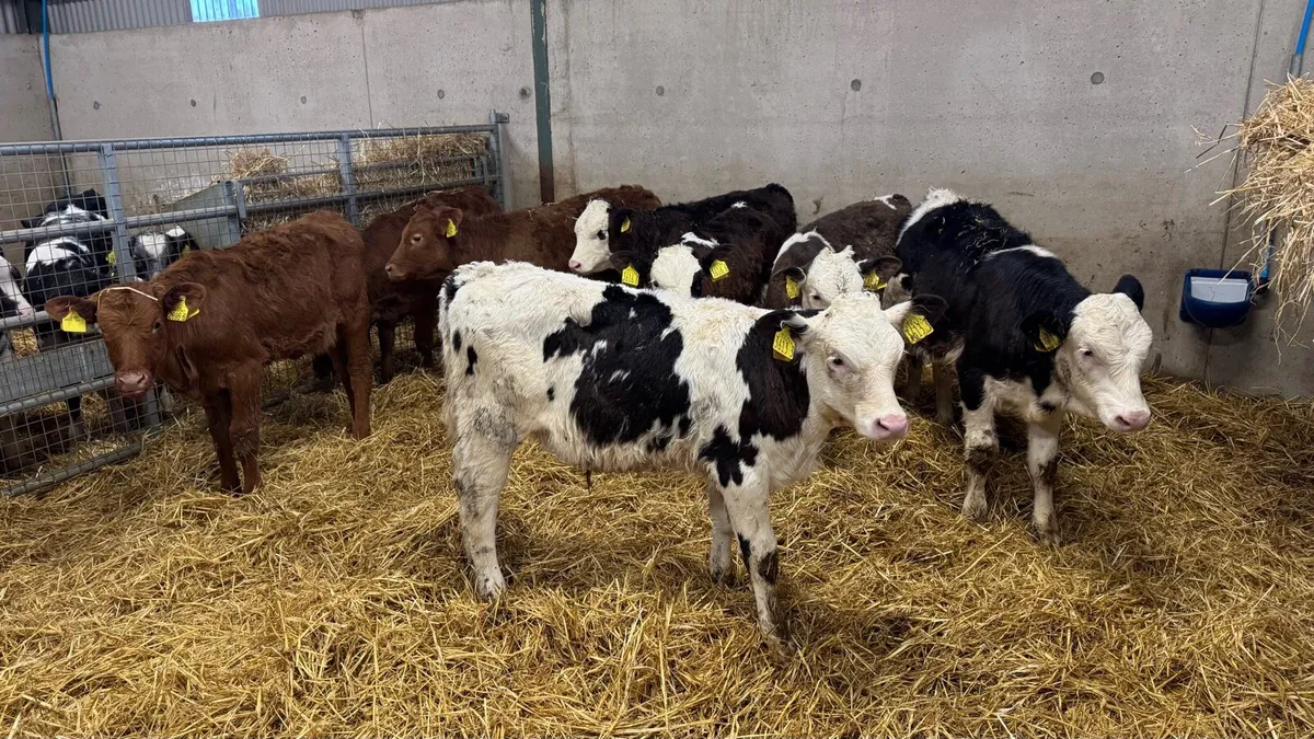 Lim & Sim Heifers - Image 1