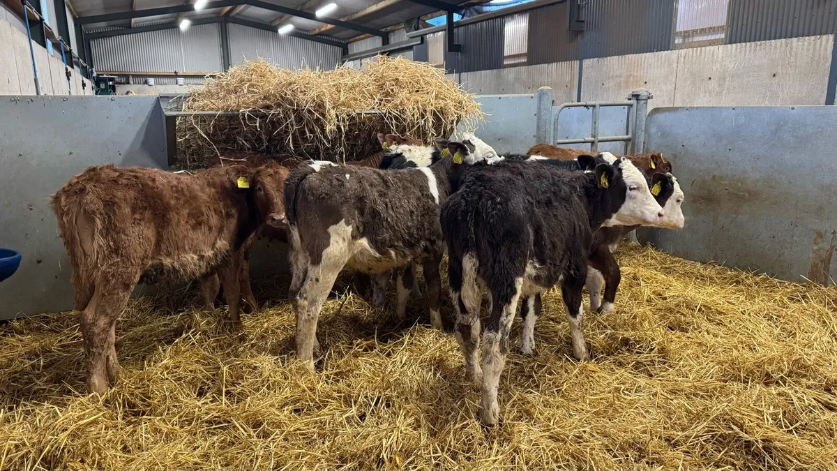 Lim & Sim Heifers - Image 2