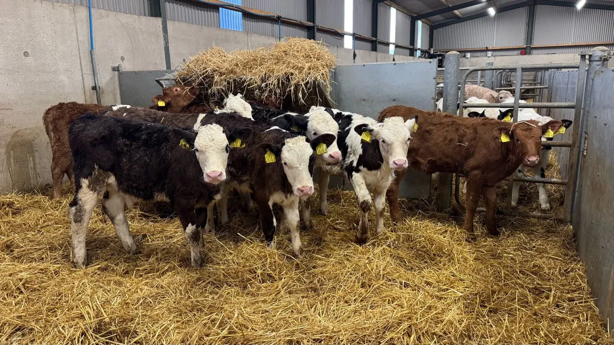 Lim & Sim Heifers - Image 3