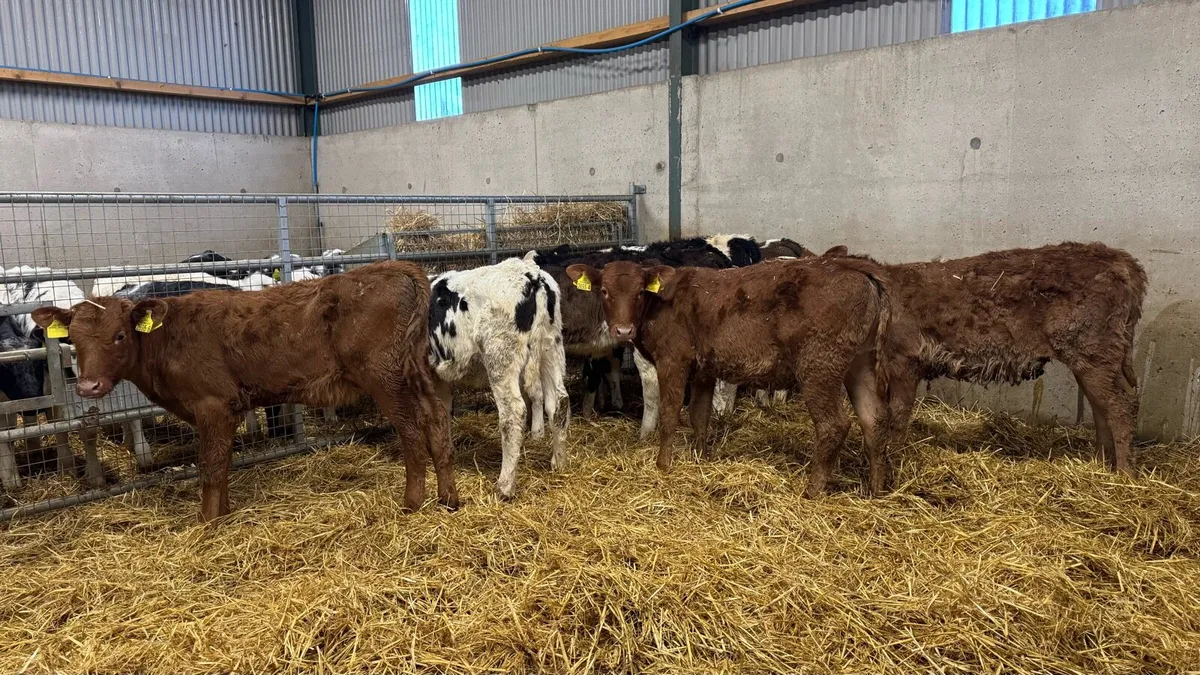 Lim & Sim Heifers - Image 4