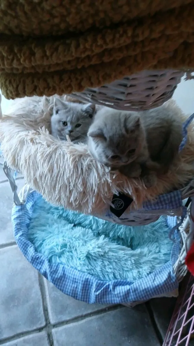 Blue British shorthair - Image 3
