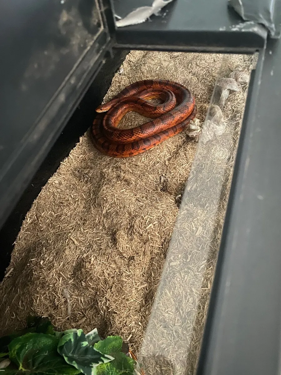 Corn snakes - Image 1
