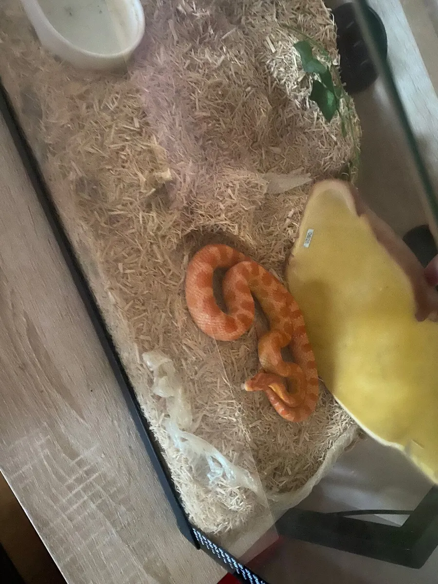 Corn snakes - Image 2