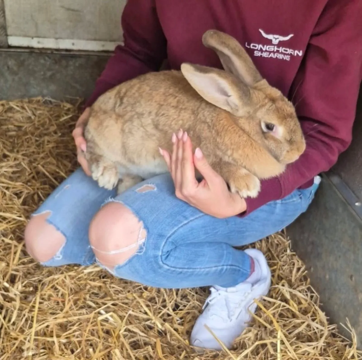 🐰Flemish bunny 🐰 - Image 1