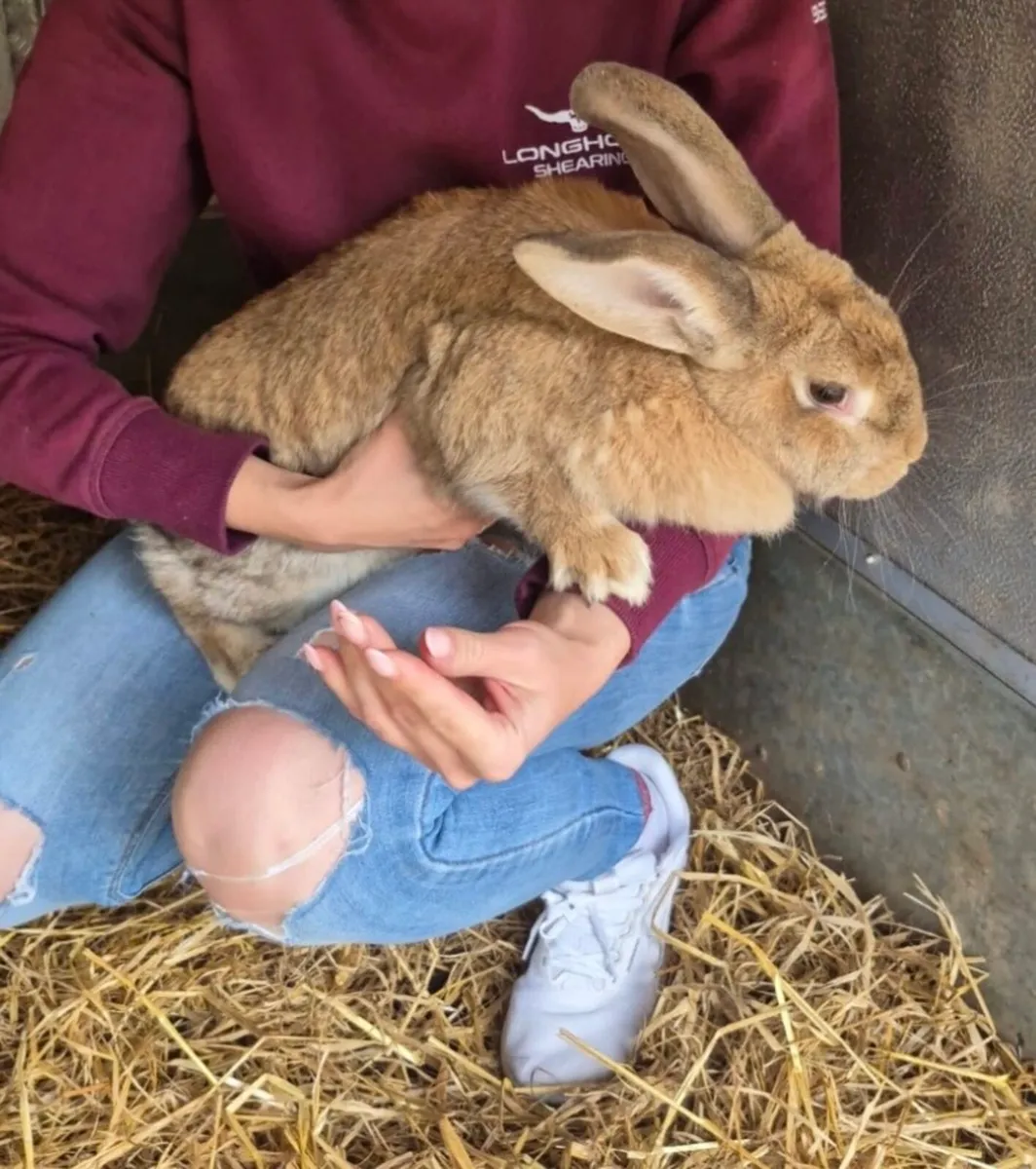 🐰Flemish bunny 🐰 - Image 2