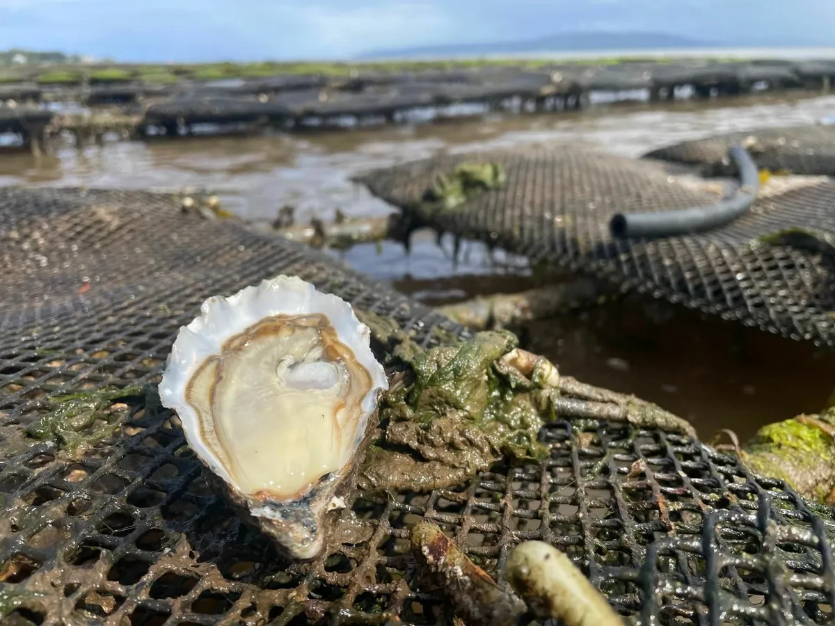 Oyster Farm for Sale – Lough Foyle - Image 2
