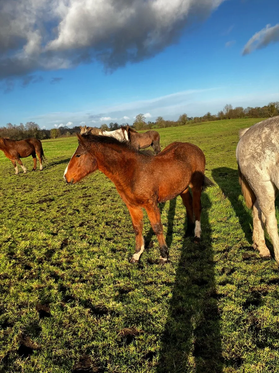 Draught foals - Image 1