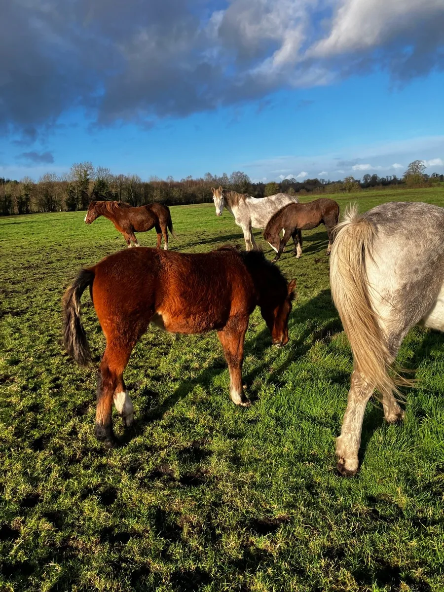 Draught foals - Image 2