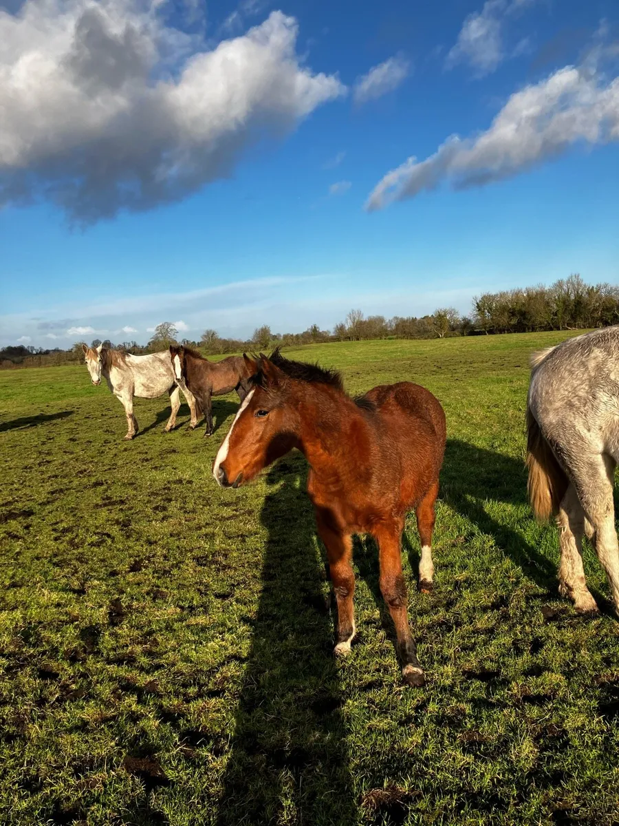 Draught foals - Image 3