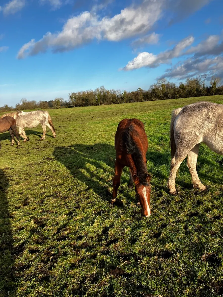 Draught foals - Image 4