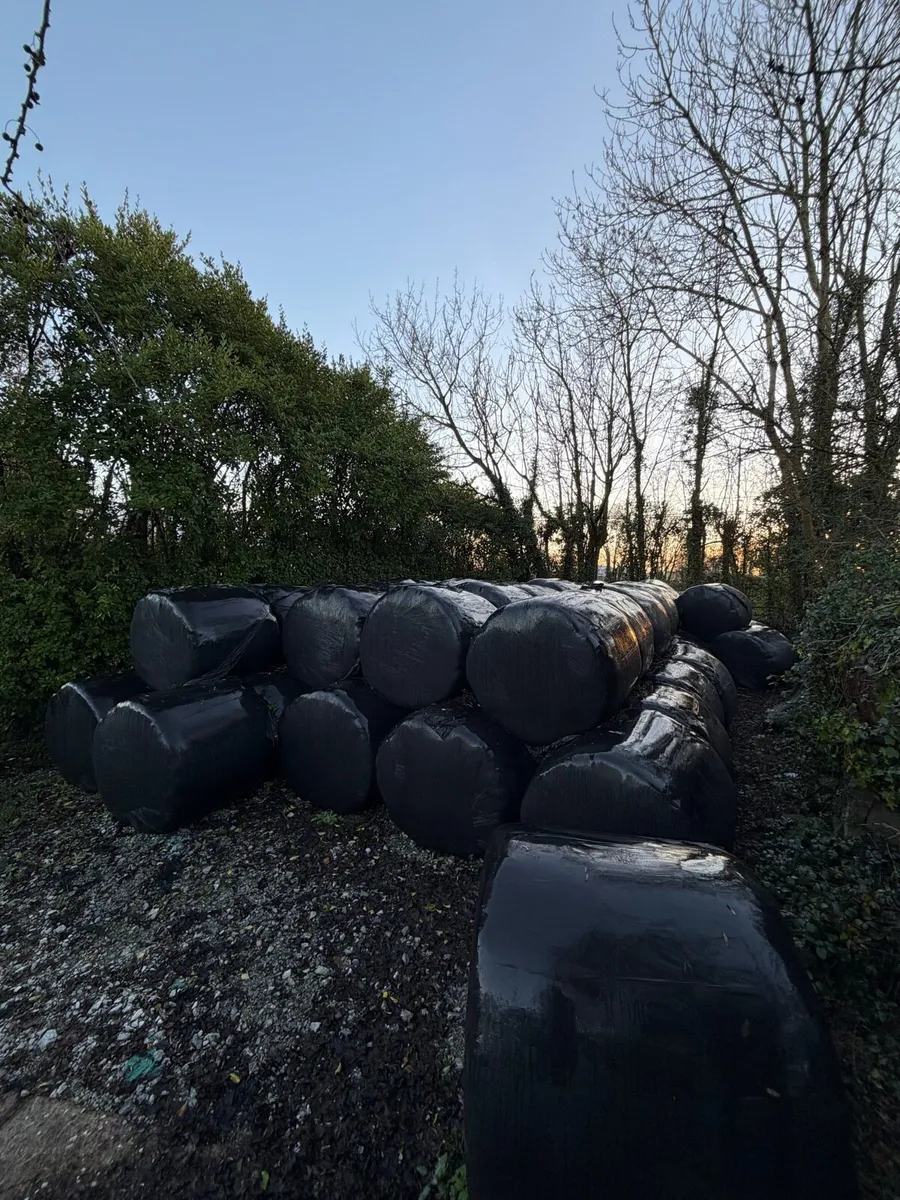Chopped Silage Bales - Image 2