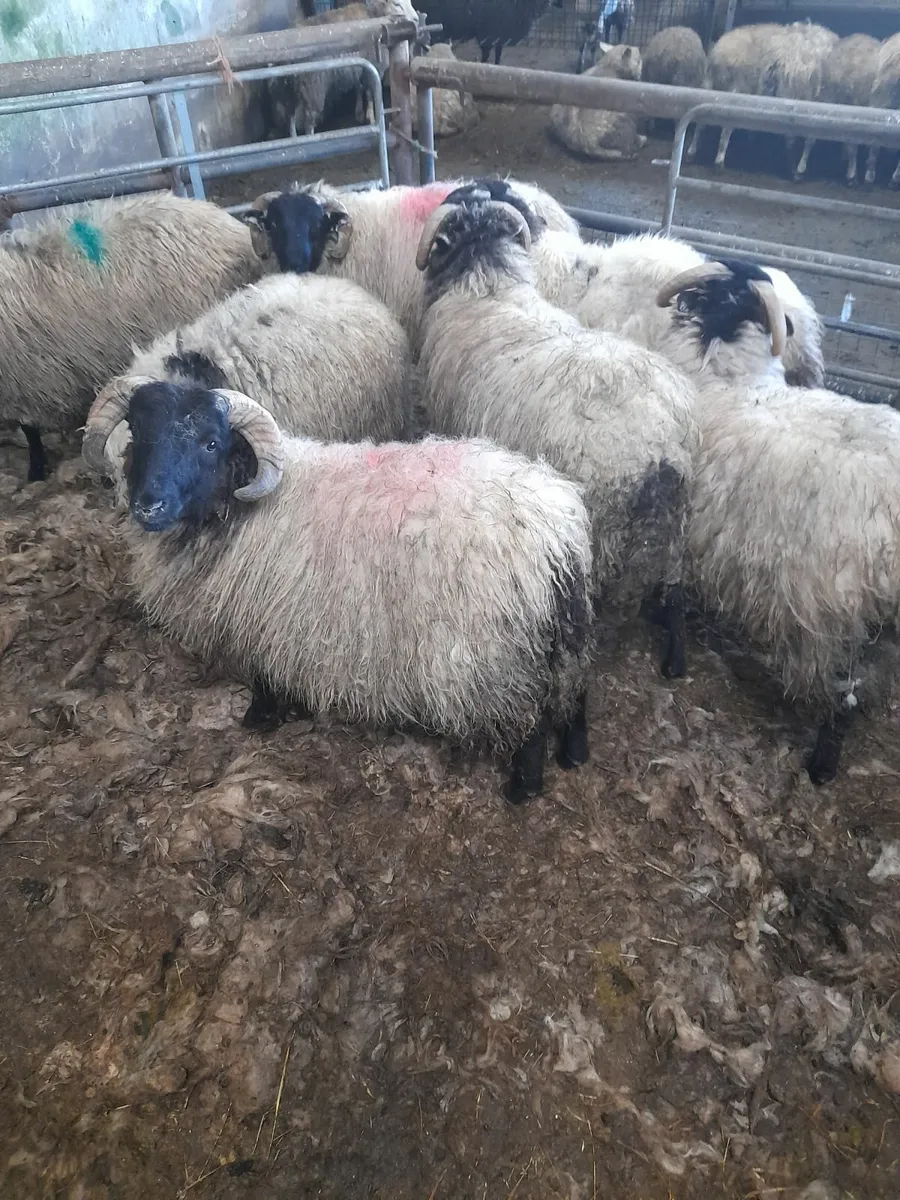 Ram lambs x 10 - Image 1