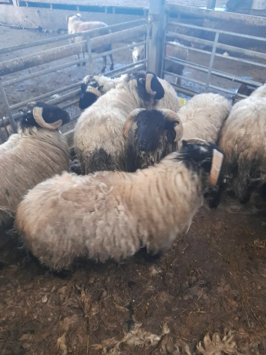 Ram lambs x 10 - Image 2