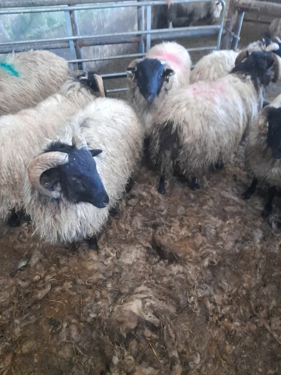 Ram lambs x 10 - Image 3