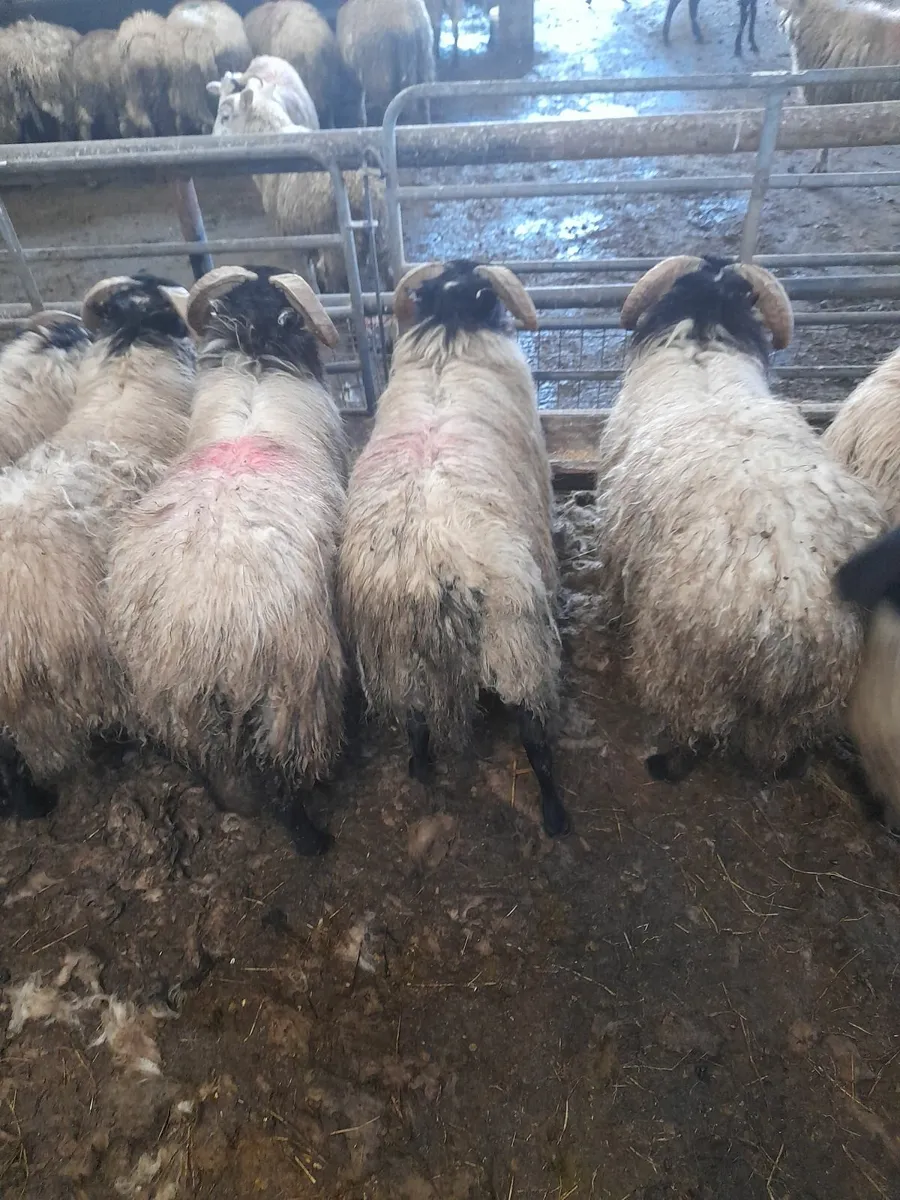 Ram lambs x 10 - Image 4