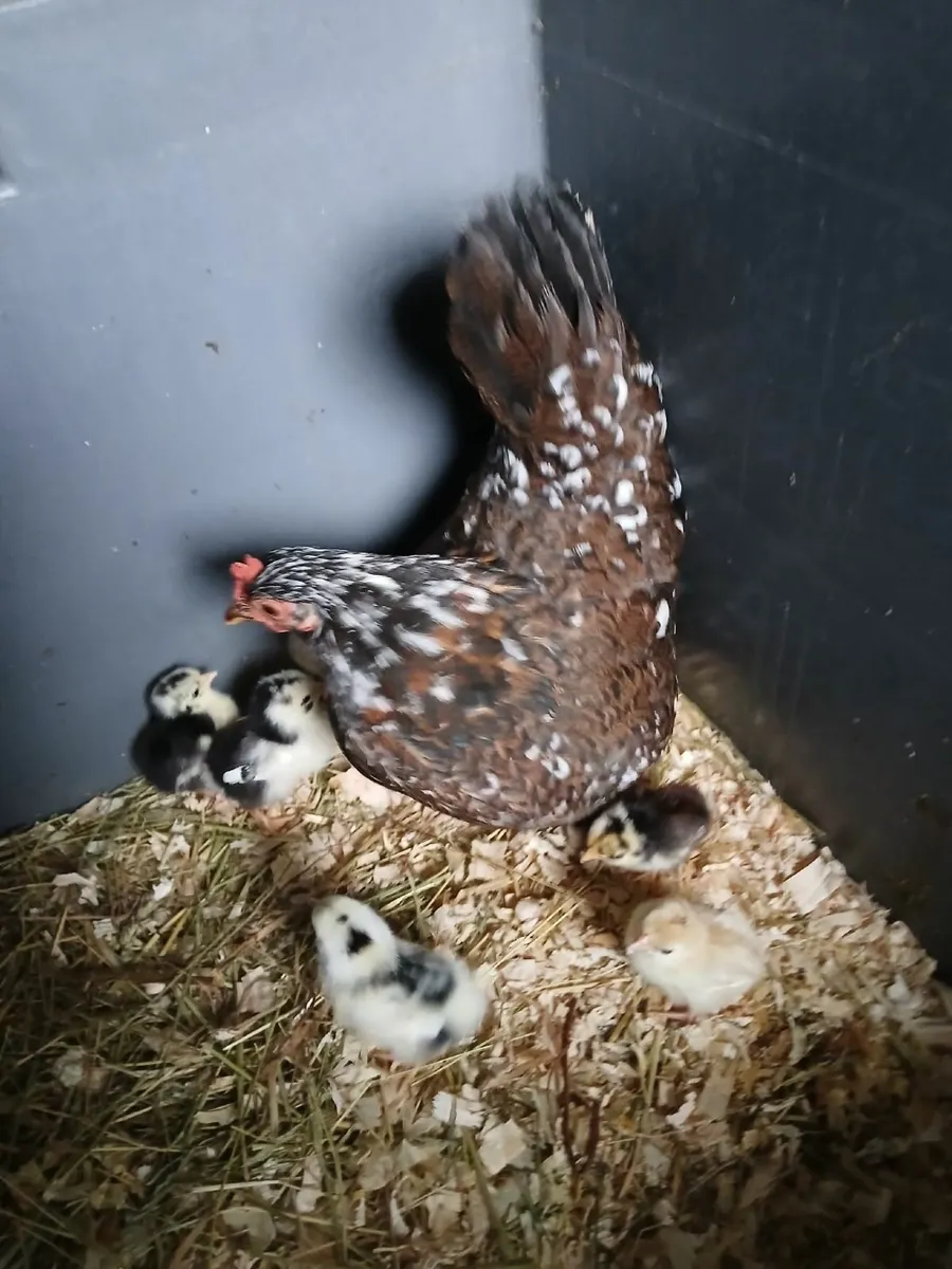 Bantam hen & chickens - Image 1