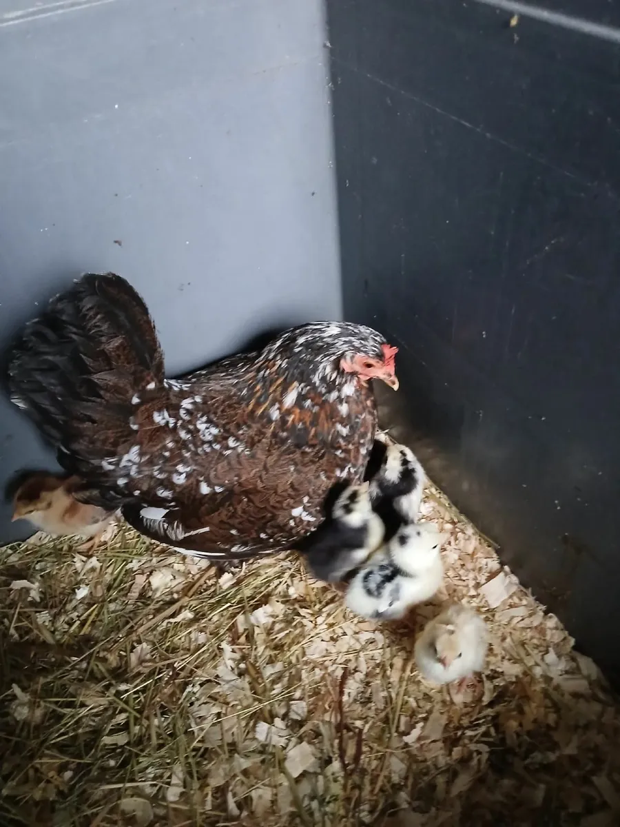 Bantam hen & chickens - Image 2