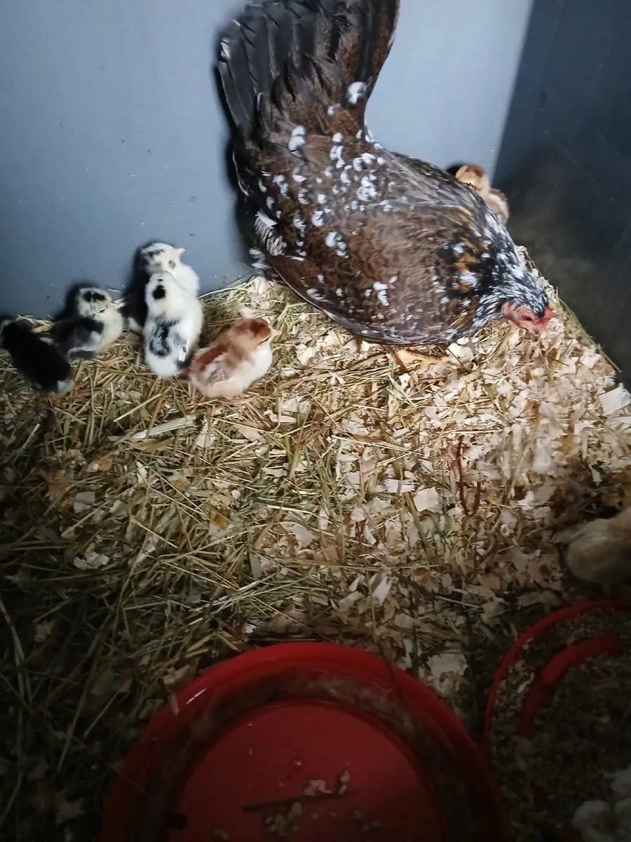 Bantam hen & chickens - Image 3