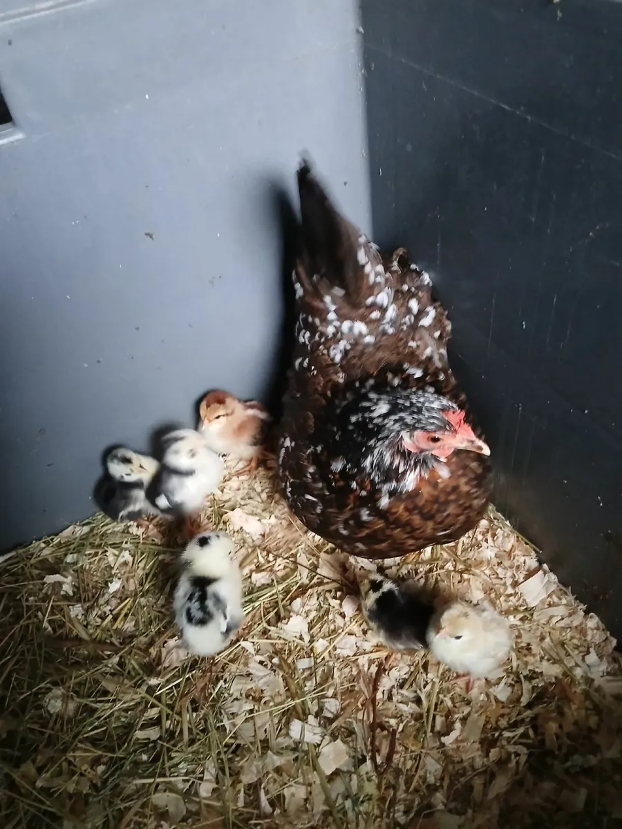 Bantam hen & chickens - Image 4