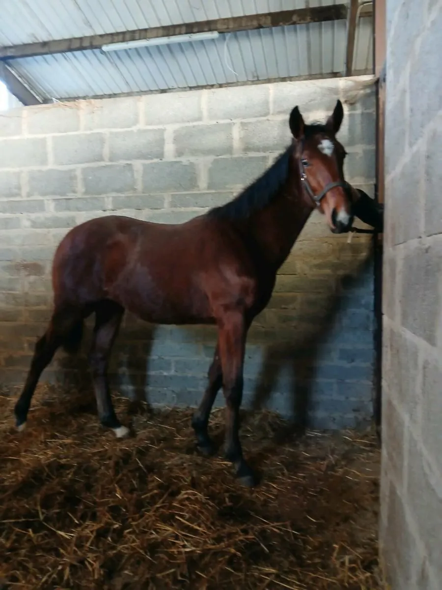 Success Days colt - Image 1