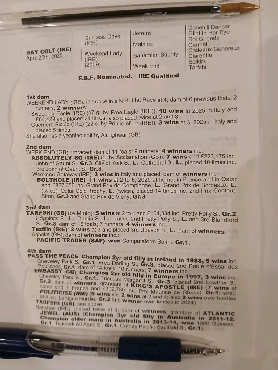 Success Days colt - Image 2