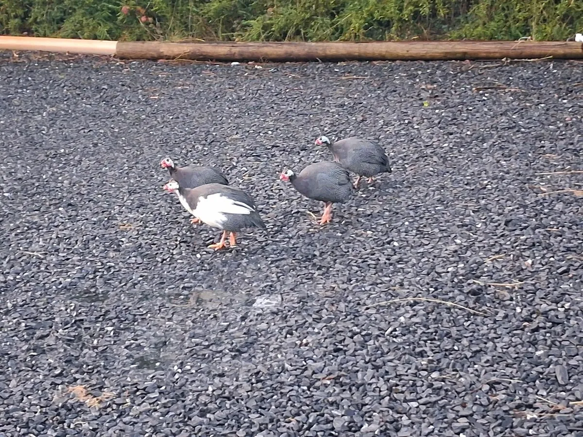 Guinea fowl - Image 3